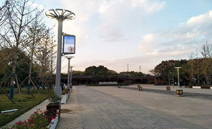 在這綠樹成蔭的公園里，我是一棵特別的“樹”